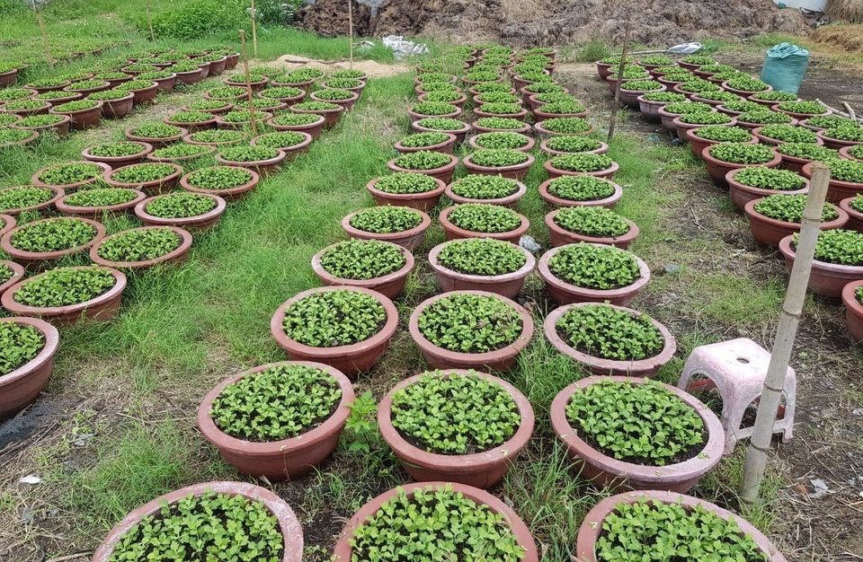 Người làm nghề trồng hoa cúc hối hả xuống giống cho vụ Tết - 3 Người làm nghề trồng hoa cúc hối hả xuống giống cho vụ Tết - 3