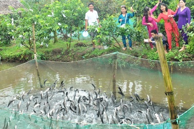 Dân chưa phải lo resort "hất cẳng"... cá lóc bay