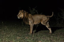 Chú sư tử được mệnh danh "vị vua bất tử" trên đồng cỏ châu Phi