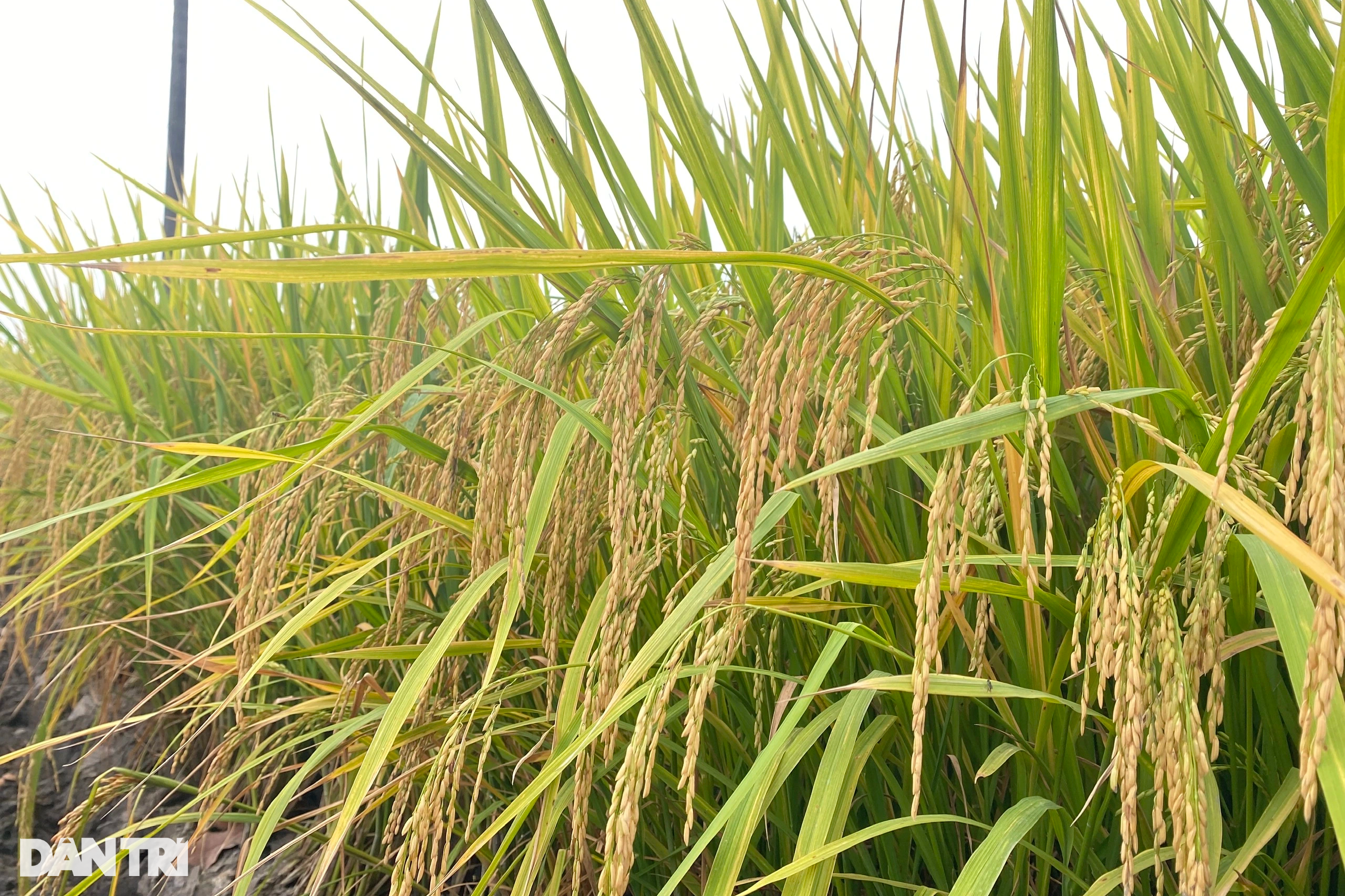 Bán gạo giá cao cho Mỹ, châu Âu, nông dân làm chủ những cánh đồng triệu đô - 3 Bán gạo giá cao cho Mỹ, châu Âu, nông dân làm chủ những cánh đồng triệu đô - 3
