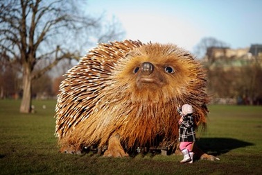 Chiêm ngưỡng chú nhím “khổng lồ” ở Anh