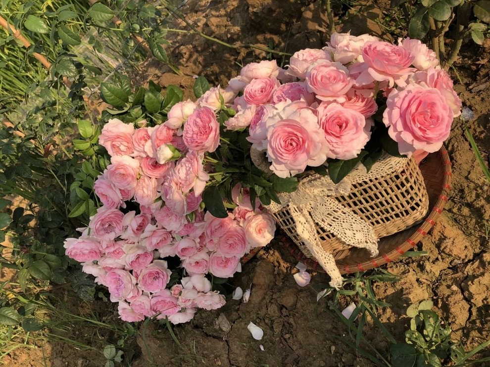 Nữ thạc sĩ bỏ việc lương cao, về quê dãi nắng dầm mưa trồng hồng hữu cơ - 3 Nữ thạc sĩ bỏ việc lương cao, về quê dãi nắng dầm mưa trồng hồng hữu cơ - 3