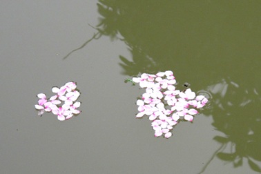 Vẻ đẹp “kiêu sa” sắc đào nở muộn 