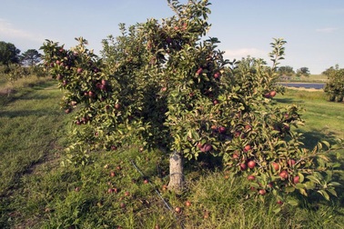 Loại táo đen kỳ lạ: Vừa hái thì chua, để 8 tháng lại ngon khó cưỡng