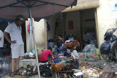 Xuất hiện vi rút nguy hiểm, khẩn cấp chống cúm gia cầm