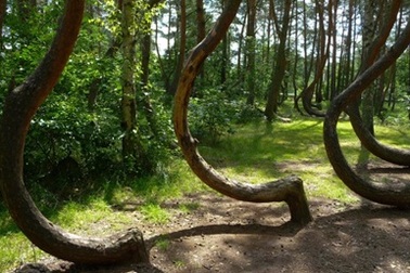 Rợn người với khu rừng ma quái ở Romania