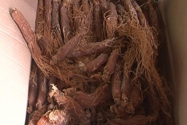 Thu giữ hàng chục củ sâm nghi nhập lậu từ Trung Quốc