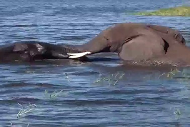 Hãi hùng cảnh cá sấu định “xơi tái” voi con ở trên hồ