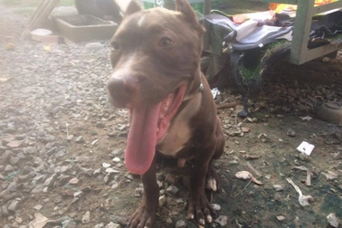 Vụ xua chó cắn người: "Hung khí nguy hiểm" Pitbull có bị tịch thu?