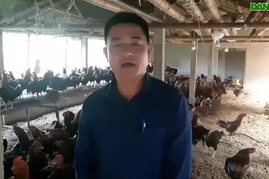 Người dân điêu đứng vì giá gà giảm mạnh.