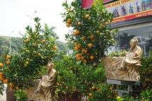 Thị trường hoa, cây cảnh Tết: Đông người bán, thưa thớt người mua