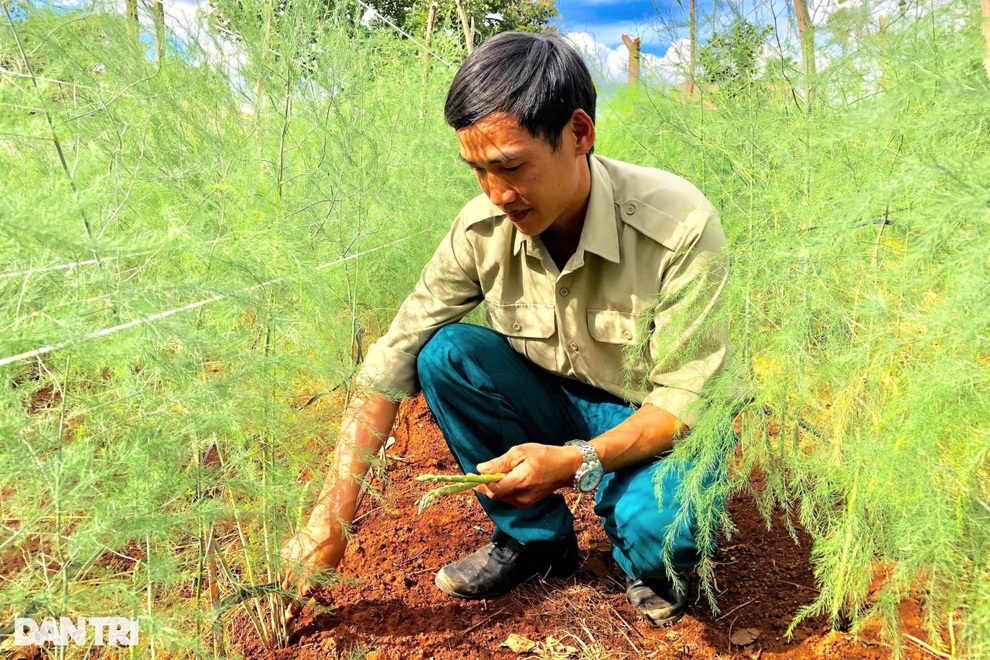 Chặt cà phê, trồng rau hoàng đế, 9X thu 6 triệu đồng mỗi ngày - 5 Chặt cà phê, trồng rau hoàng đế, 9X thu 6 triệu đồng mỗi ngày - 5