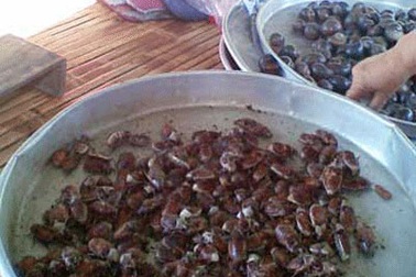 Đi Bảy Núi thưởng thức bọ rầy!