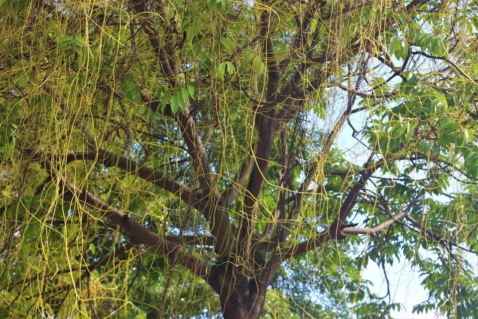 Hà Nội: Dây tơ hồng quấn như ma trận đe dọa một loạt cây xanh - 3 Hà Nội: Dây tơ hồng quấn như ma trận đe dọa một loạt cây xanh - 3
