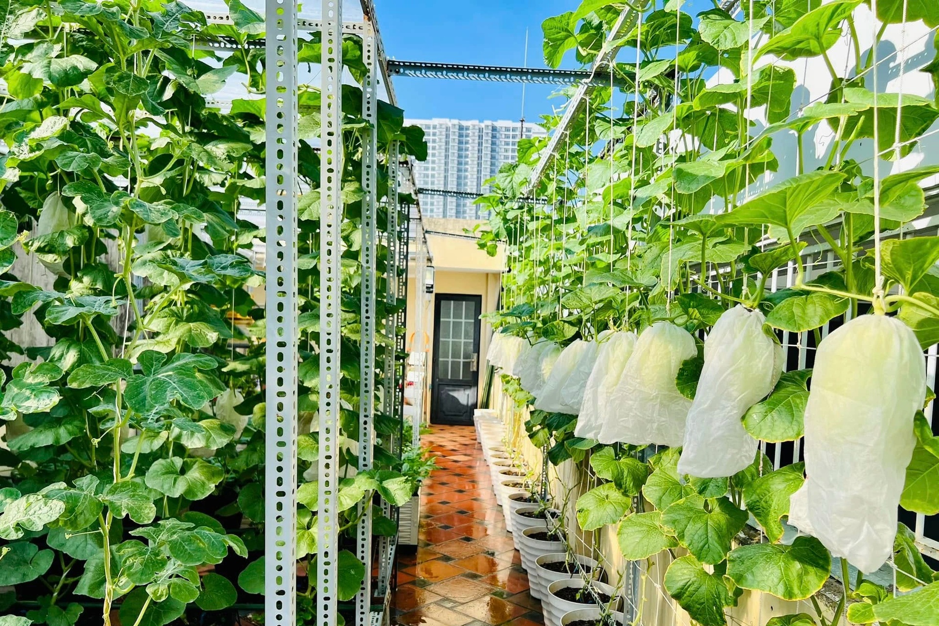 Mẹ đảm ở TPHCM biến sân thượng 50m2 thành vườn dưa, thu trăm trái mỗi vụ - 4 Mẹ đảm ở TPHCM biến sân thượng 50m2 thành vườn dưa, thu trăm trái mỗi vụ - 4