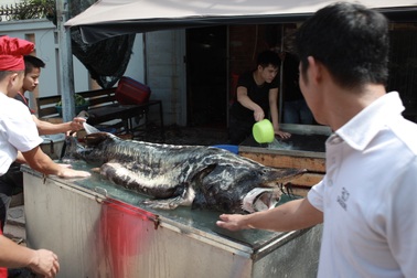 Cá tầm “khủng” nặng 100kg lên bàn dân nhậu Hà Thành