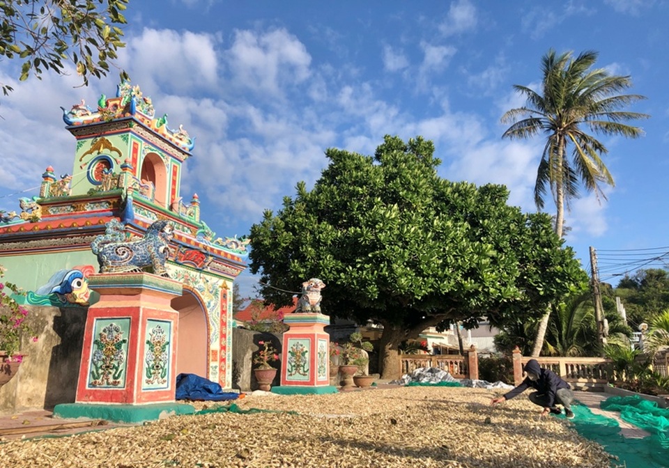 Vào mùa thu hoạch “vàng trắng” trên đảo tiền tiêu - 7 Vào mùa thu hoạch “vàng trắng” trên đảo tiền tiêu - 7