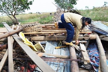 Rừng bị “bức tử”, voi hung hăng kéo nhau về “quậy” dân