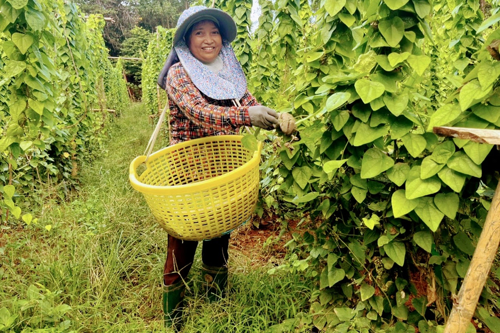 Growing ginseng varieties to get leaves, husband and wife in Binh Dinh earn unexpected profits - 1