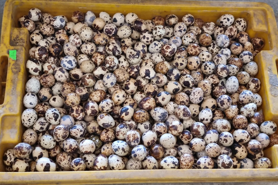 Bỏ nghề lái xe, 9X về khởi nghiệp bằng nghề nuôi chim cút - 3 Bỏ nghề lái xe, 9X về khởi nghiệp bằng nghề nuôi chim cút - 3