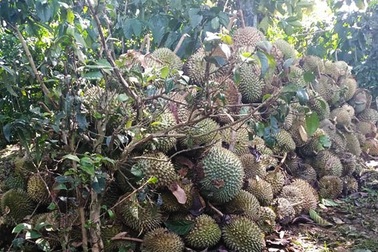 Hàng tấn sầu riêng rụng trái do ảnh hưởng bão số 3