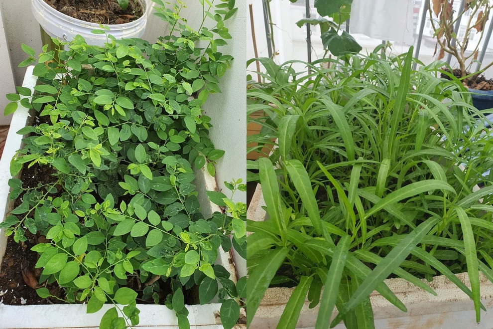 Mẹ đảm mát tay làm vườn sân thượng đủ các loại rau, dưa ở Hà Nội - 3 Mẹ đảm mát tay làm vườn sân thượng đủ các loại rau, dưa ở Hà Nội - 3