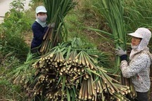 Nam Định: Người trồng niễng thất thu vì rớt giá