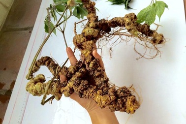 Bí mật đinh sắt chục triệu trong củ sâm Ngọc Linh nặng hơn 1kg