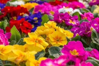 Các loài thực vật có hoa chinh phục thế giới bằng cách nào?