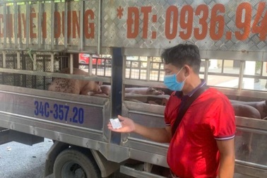 Đàn lợn nhiễm virus dịch tả Châu Phi được đưa về Hải Phòng tiêu thụ