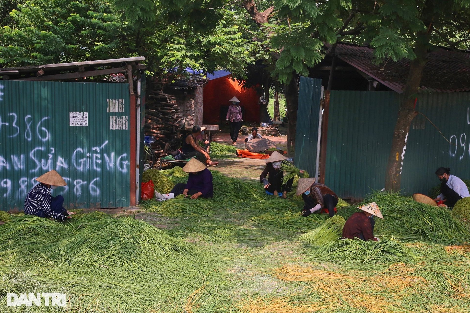 Nghề cốm Mễ Trì: Tự trồng lúa, làm khép kín từ A đến Z - 1