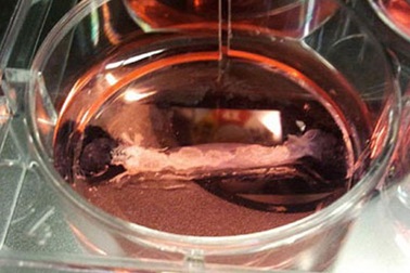 Thời của thịt nhân tạo sắp bắt đầu?