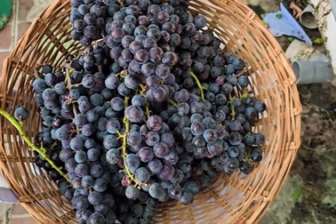 Vườn nho trên sân thượng của vợ chồng trẻ Bình Thuận