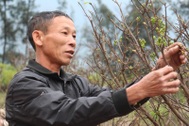 Những lão nông “ép” mai nở giữa trời Hà Tĩnh