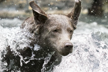 Loài chó có khả năng đặc biệt chưa từng được biết trước đây