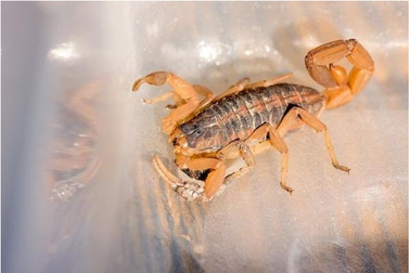 Sự phát triển đầu lạ lùng của loài chân đốt