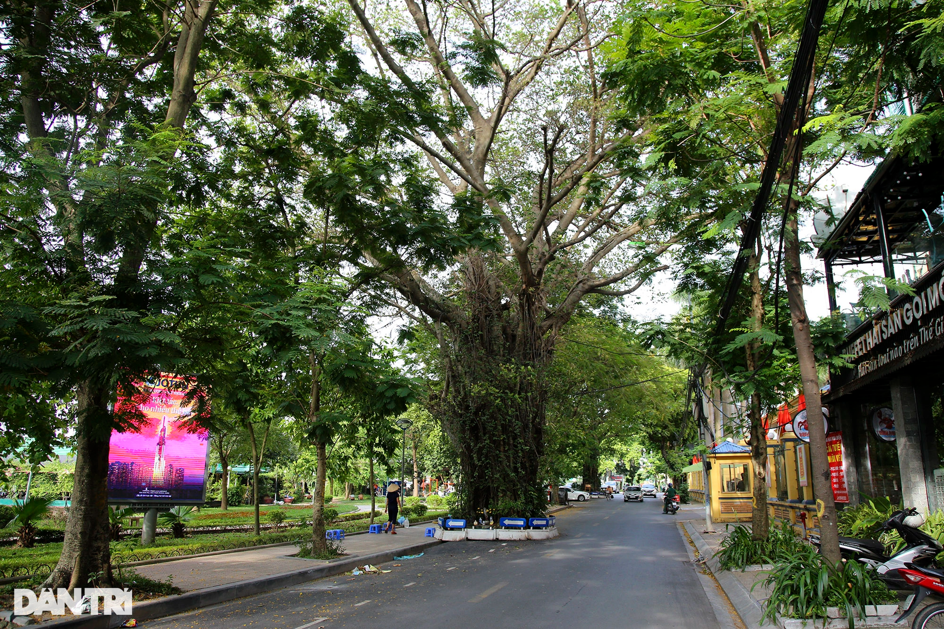 Những cây đại thụ án ngữ giữa đường lớn ở Hà Nội vẫn sống khỏe - 14 Những cây đại thụ án ngữ giữa đường lớn ở Hà Nội vẫn sống khỏe - 14