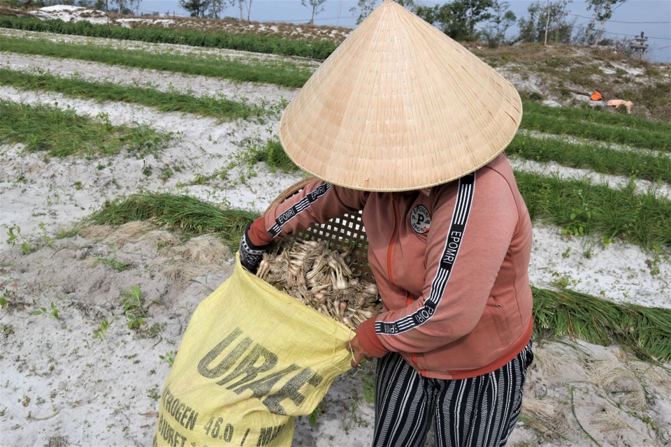 Giá cả bấp bênh, nông dân vùng trồng kiệu Quảng Nam lo mất Tết - 7 Giá cả bấp bênh, nông dân vùng trồng kiệu Quảng Nam lo mất Tết - 7