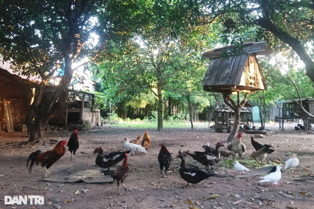 TPHCM chỉ đạo khẩn tăng cường phòng chống bệnh H5N1 - 1 TPHCM chỉ đạo khẩn tăng cường phòng chống bệnh H5N1 - 1