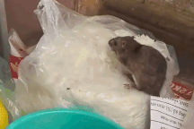 Vụ chuột "chễm chệ" trên túi bún ở Hà Nội: Xử phạt chủ quán