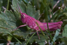 Châu chấu màu hồng hiếm gặp xuất hiện ở châu Âu