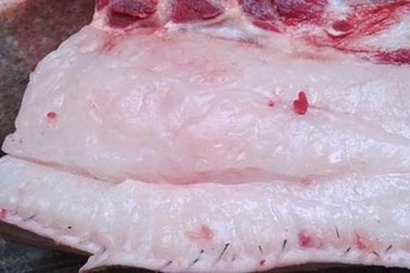 Có nên cho trẻ ăn mỡ động vật?