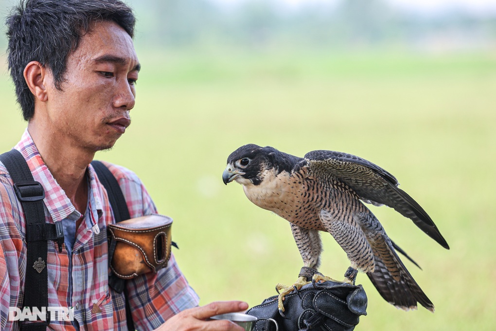 Dân chơi ở Hà Nội chi chục triệu đồng nuôi loài chim trinh sát trên không - 8 Dân chơi ở Hà Nội chi chục triệu đồng nuôi loài chim trinh sát trên không - 8
