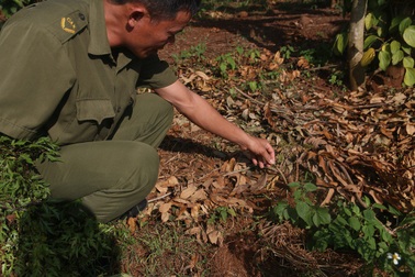 Đinh lăng “sốt” giá, nông dân khốn đốn vì nạn trộm cắp