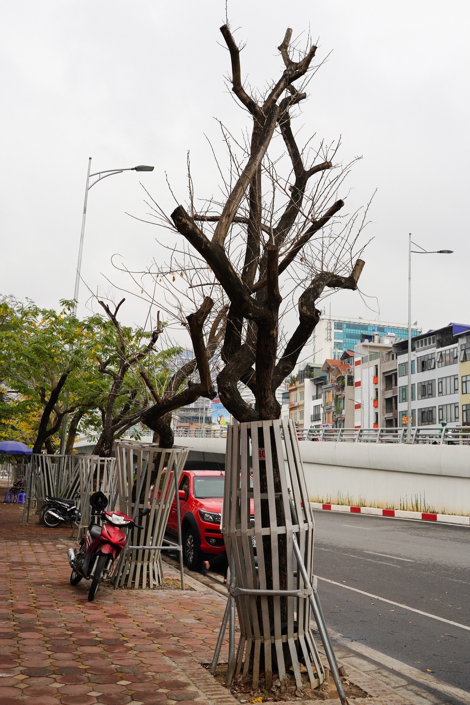 7 cây sưa đỏ quý hiếm trên đường Nguyễn Văn Huyên ở Hà Nội đã chết - 9 7 cây sưa đỏ quý hiếm trên đường Nguyễn Văn Huyên ở Hà Nội đã chết - 9