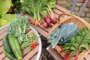 Nữ giáo viên nghỉ việc, làm vườn rau trái sạch "chữa bệnh" cho gia đình