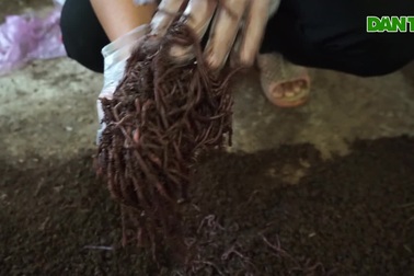 Kỹ sư lập trình bỏ việc nghìn đô về nuôi giun, mỗi tháng thu 4 tỷ đồng