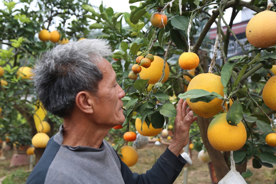Cận Tết, lão nông thu hàng trăm triệu đồng nhờ cây có 7 thứ quả khác nhau - 12 Cận Tết, lão nông thu hàng trăm triệu đồng nhờ cây có 7 thứ quả khác nhau - 12