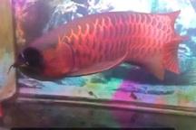 Trộm một con cá huyết long, người đàn ông bị khởi tố