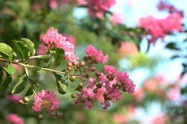 Giới trẻ hào hứng check-in con đường hoa tường vi độc nhất ở Hà Nội